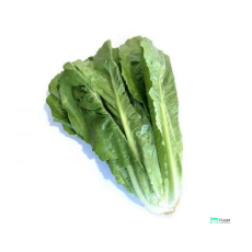 Romance Lettuce | 罗马生菜