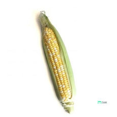 Pearl Corn | 珍珠玉米