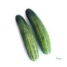 Cucumber | 青瓜 | 黄瓜