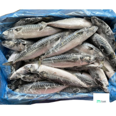 Saba Fish (400-600gm) 沙巴鱼