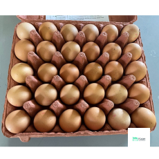 Malaysia Eggs (Grade D)